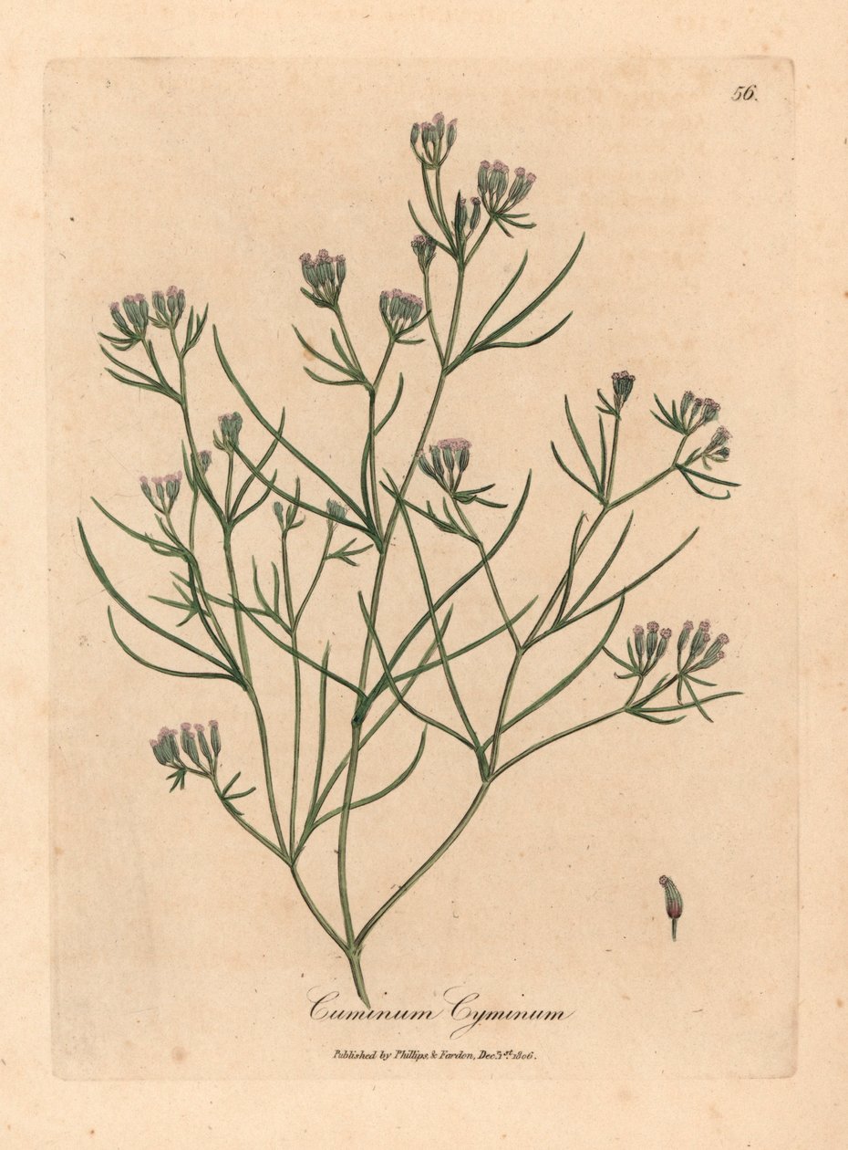 Roze bloemige komijn, Cuminum cyminum, uit een botanische illustratie van James Sowerby uit William Woodville en Sir William Jackson Hooker