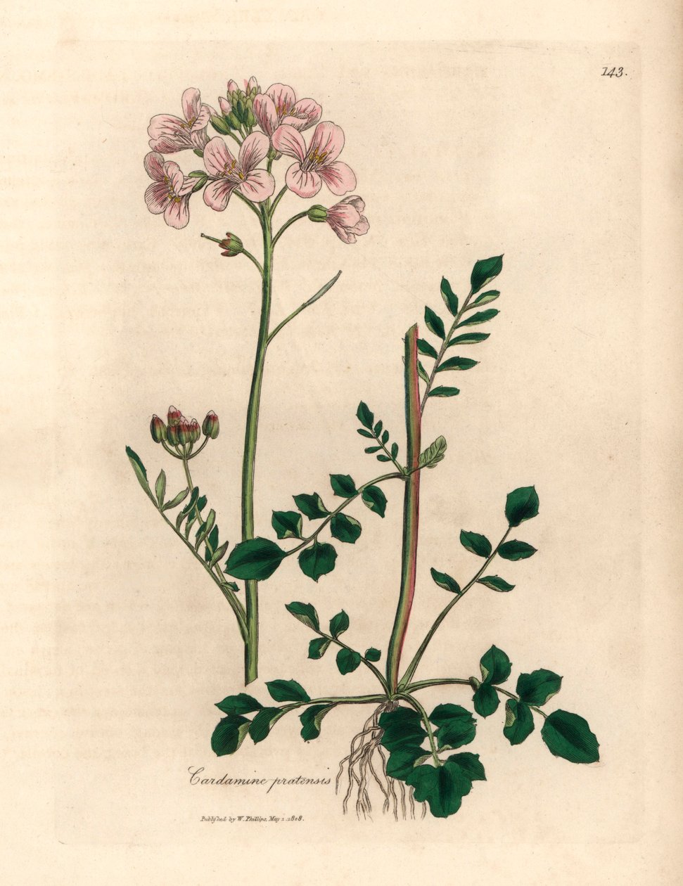 Roze bloemige pinksterbloem, Cardamine pratensis, uit een botanische illustratie van James Sowerby uit William Woodville en Sir William Jackson Hooker