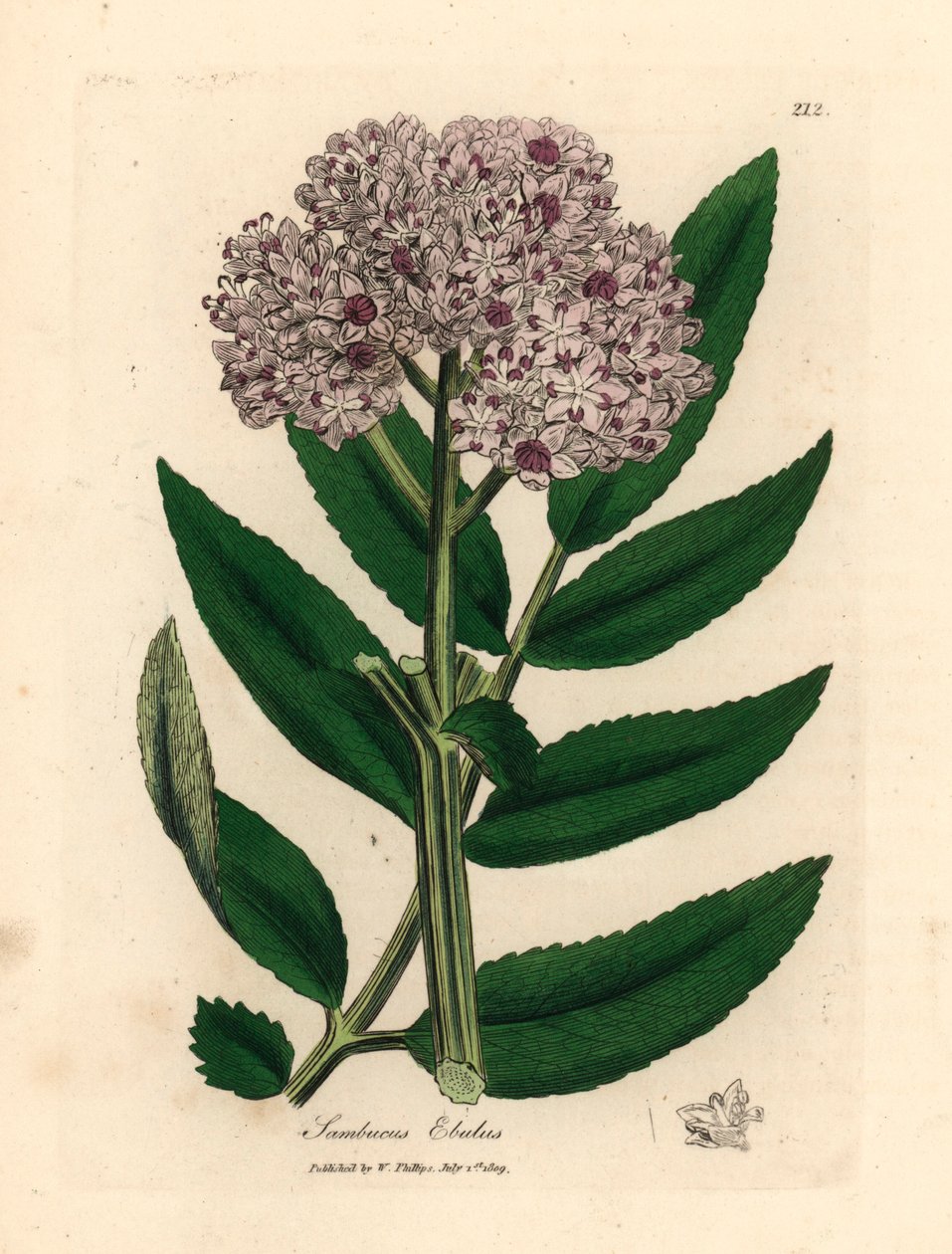 Paarse bloeiende dwergvlierboom, Sambucus ebulus, uit een botanische illustratie door James Sowerby uit William Woodville en Sir William Jackson Hooker
