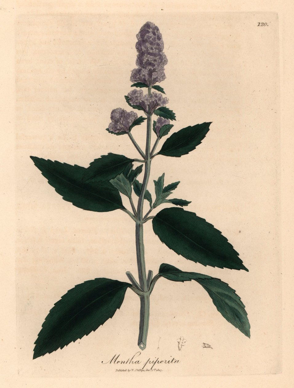 Paarse bloeiende pepermunt, Mentha piperita, uit een botanische illustratie van James Sowerby uit William Woodville en Sir William Jackson Hooker