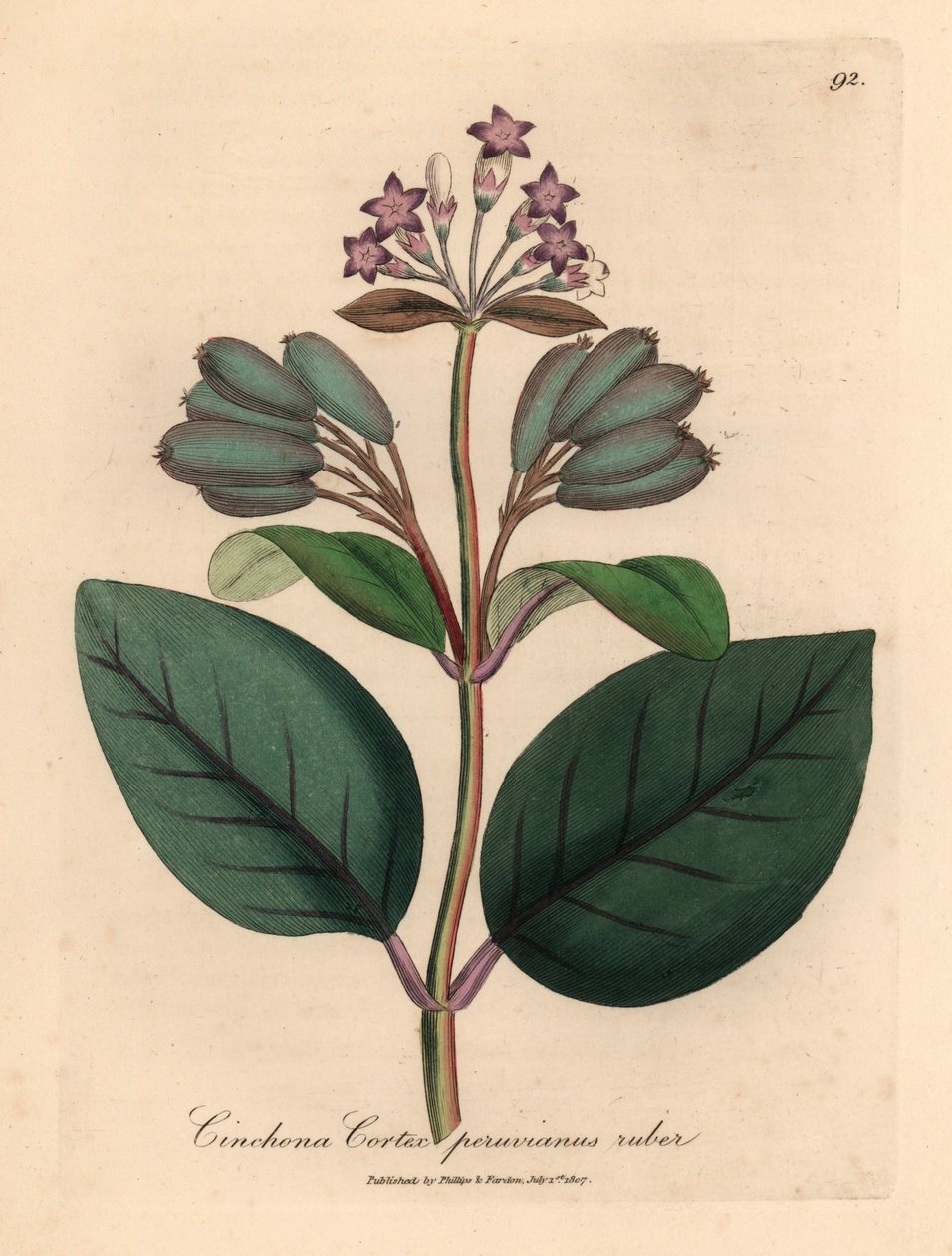 Paarsbloemige rode Peruaanse bastboom, Cinchona cortex peruvianus ruber, uit een botanische illustratie van James Sowerby uit William Woodville en Sir William Jackson Hooker
