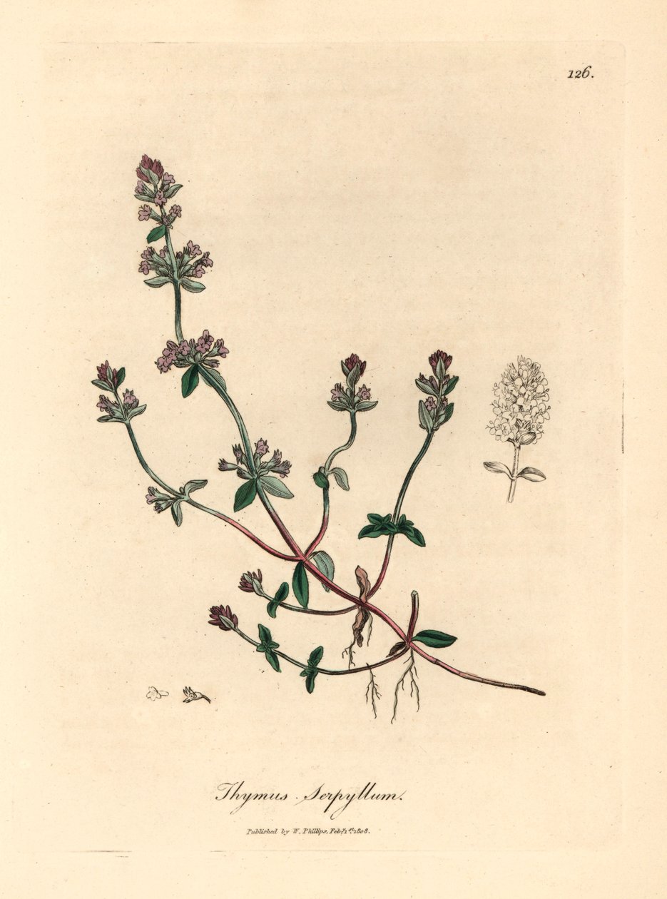 Paarsbloemige wilde tijm, Thymus serpyllum, uit een botanische illustratie van James Sowerby uit William Woodville en Sir William Jackson Hooker