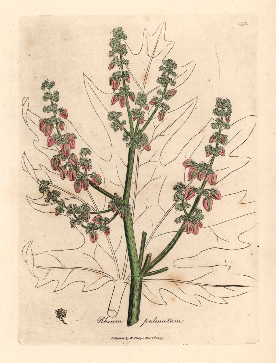 Rabarber bloemen en stengel, bladomtrek, Rheum palmatum, uit een botanische illustratie door James Sowerby uit William Woodville en Sir William Jackson Hooker