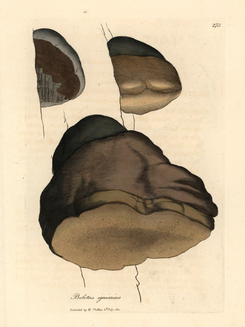 Tonderzwam, Boletus igniarius, uit een botanische illustratie door James Sowerby uit William Woodville en Sir William Jackson Hooker