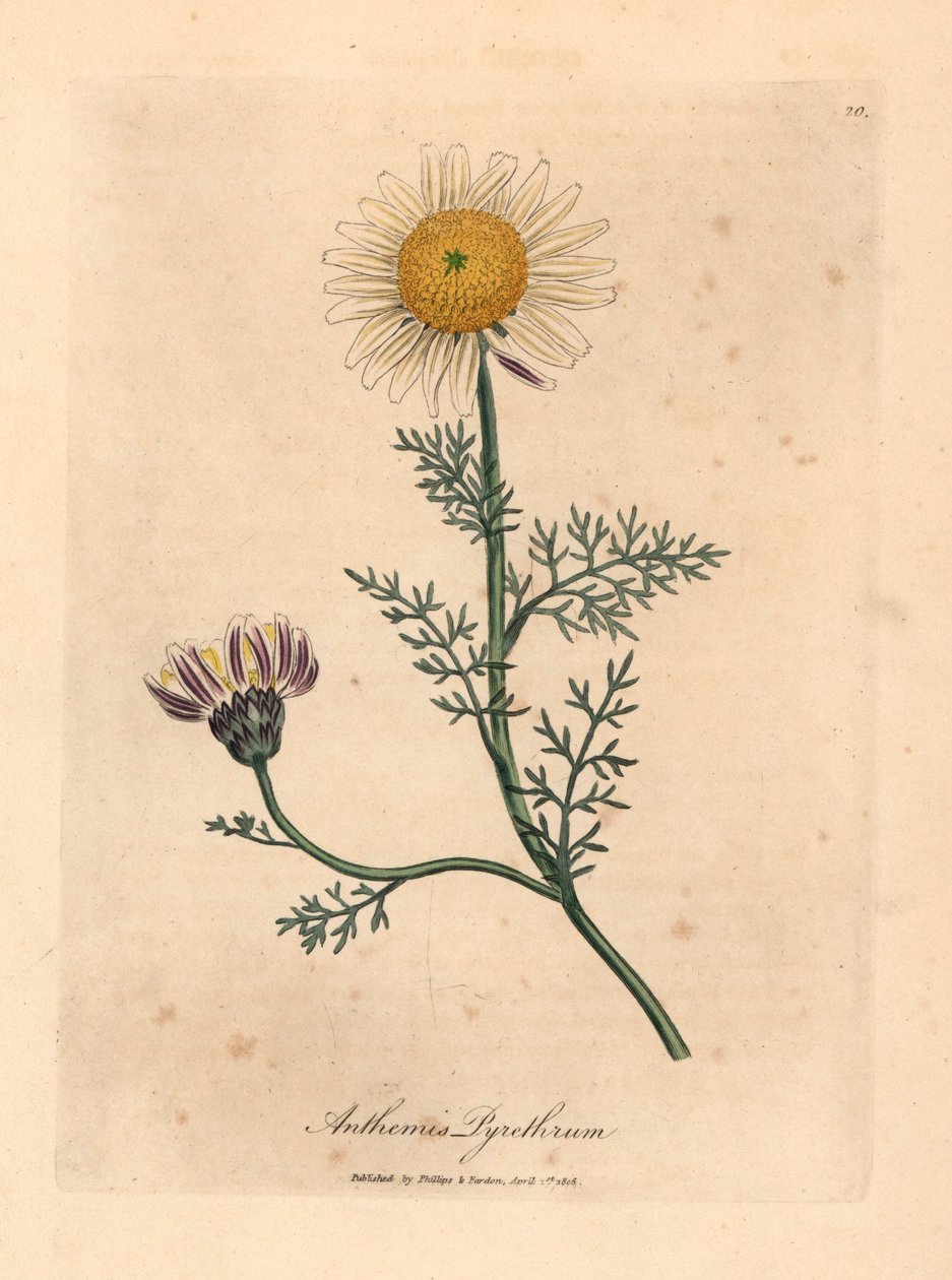 Wit en geel Spaanse kamille, Anthemis pyrethrum, uit een botanische illustratie van James Sowerby uit William Woodville en Sir William Jackson Hooker