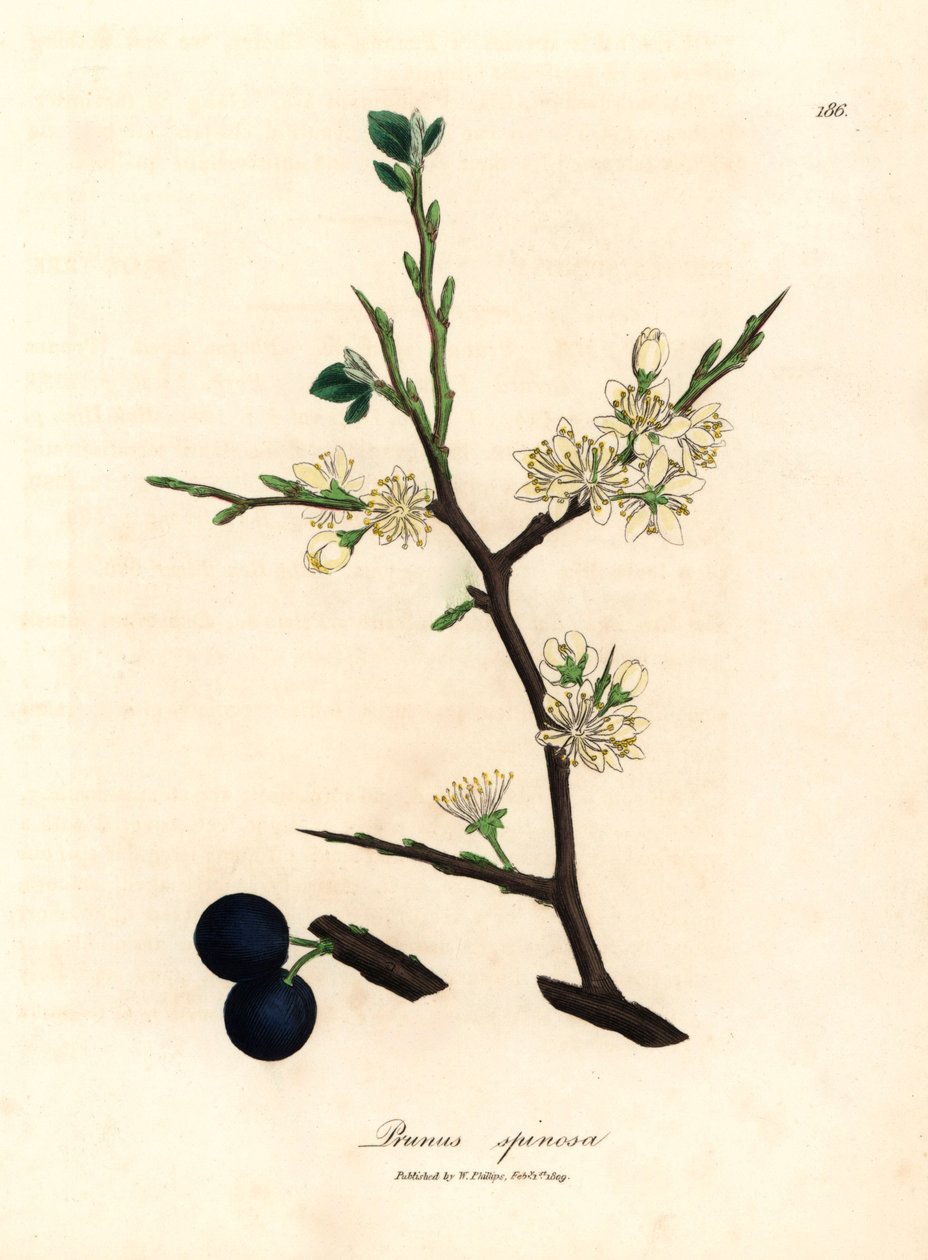 Witte bloesem en blauwe bessen van de sleedoorn, Prunus spinosa, uit een botanische illustratie van James Sowerby uit William Woodville en Sir William Jackson Hooker