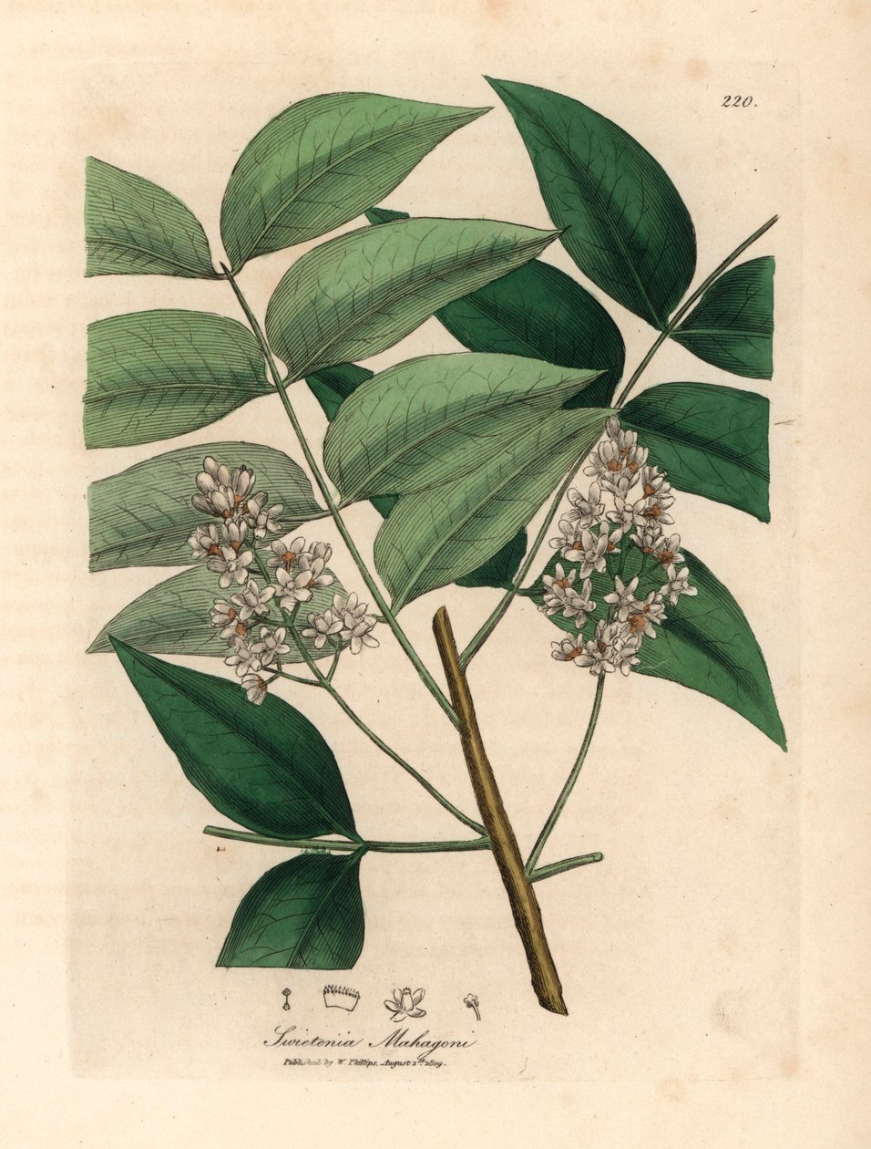 Witbloeiende mahoniebomen, Swietenia mahogani, uit een botanische illustratie van James Sowerby uit William Woodville en Sir William Jackson Hooker