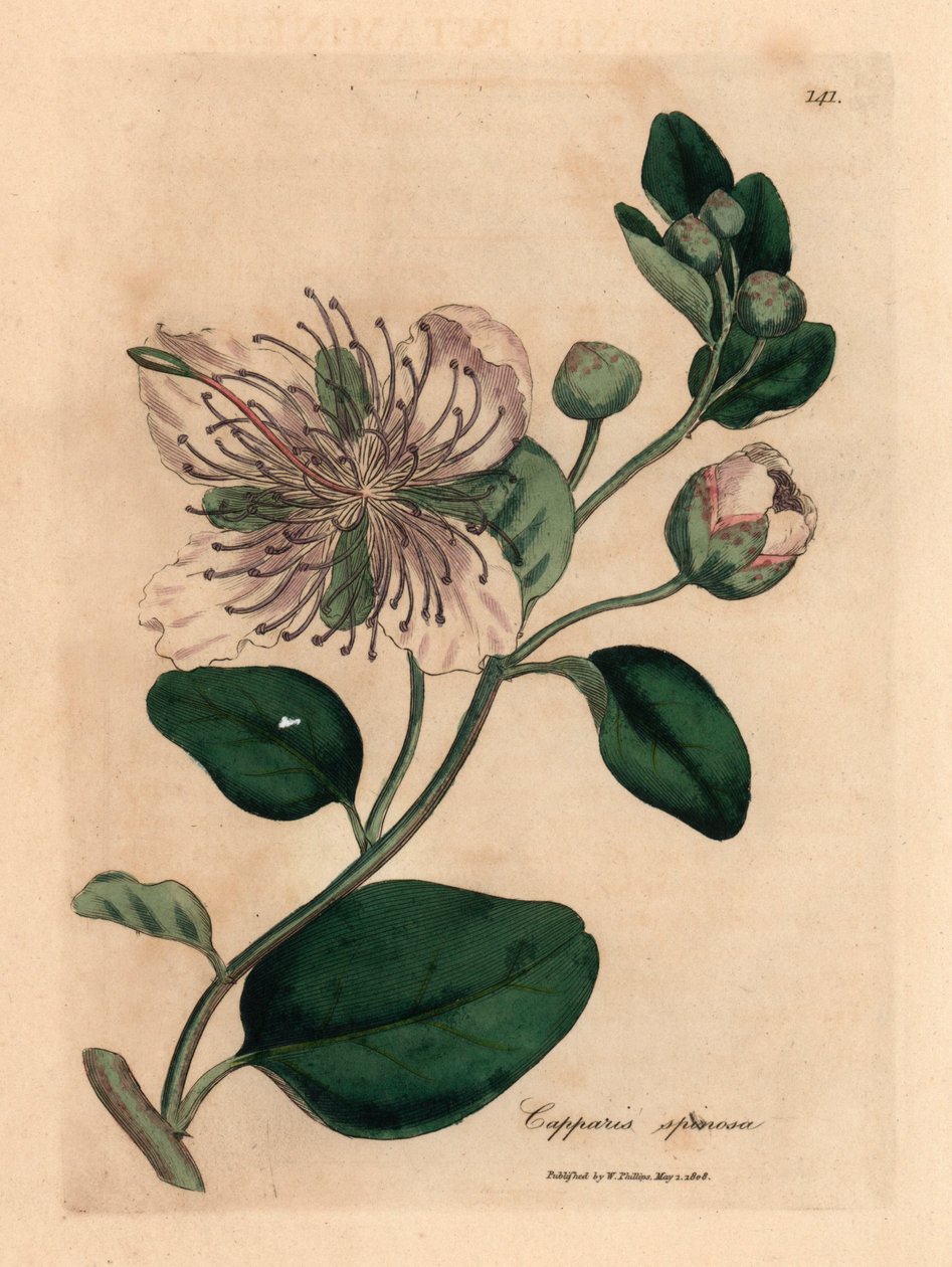 Wit bloeiende kappertjesstruik, Capparis spinosa, uit een botanische illustratie door James Sowerby uit William Woodville en Sir William Jackson Hooker