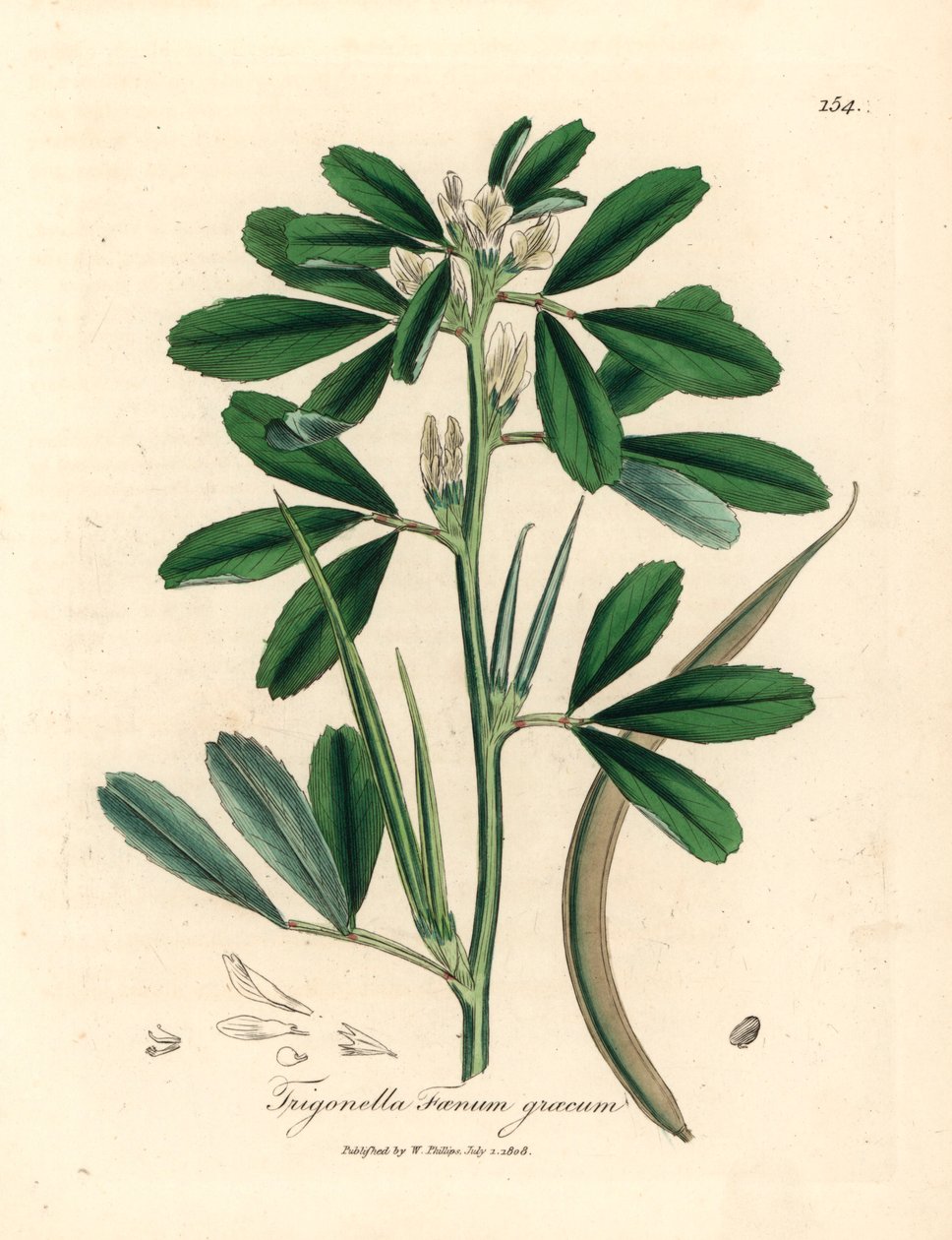 Witte bloeiende fenegriek met zaadpeul, Trigonella foenum graecum, uit een botanische illustratie door James Sowerby uit William Woodville en Sir William Jackson Hooker