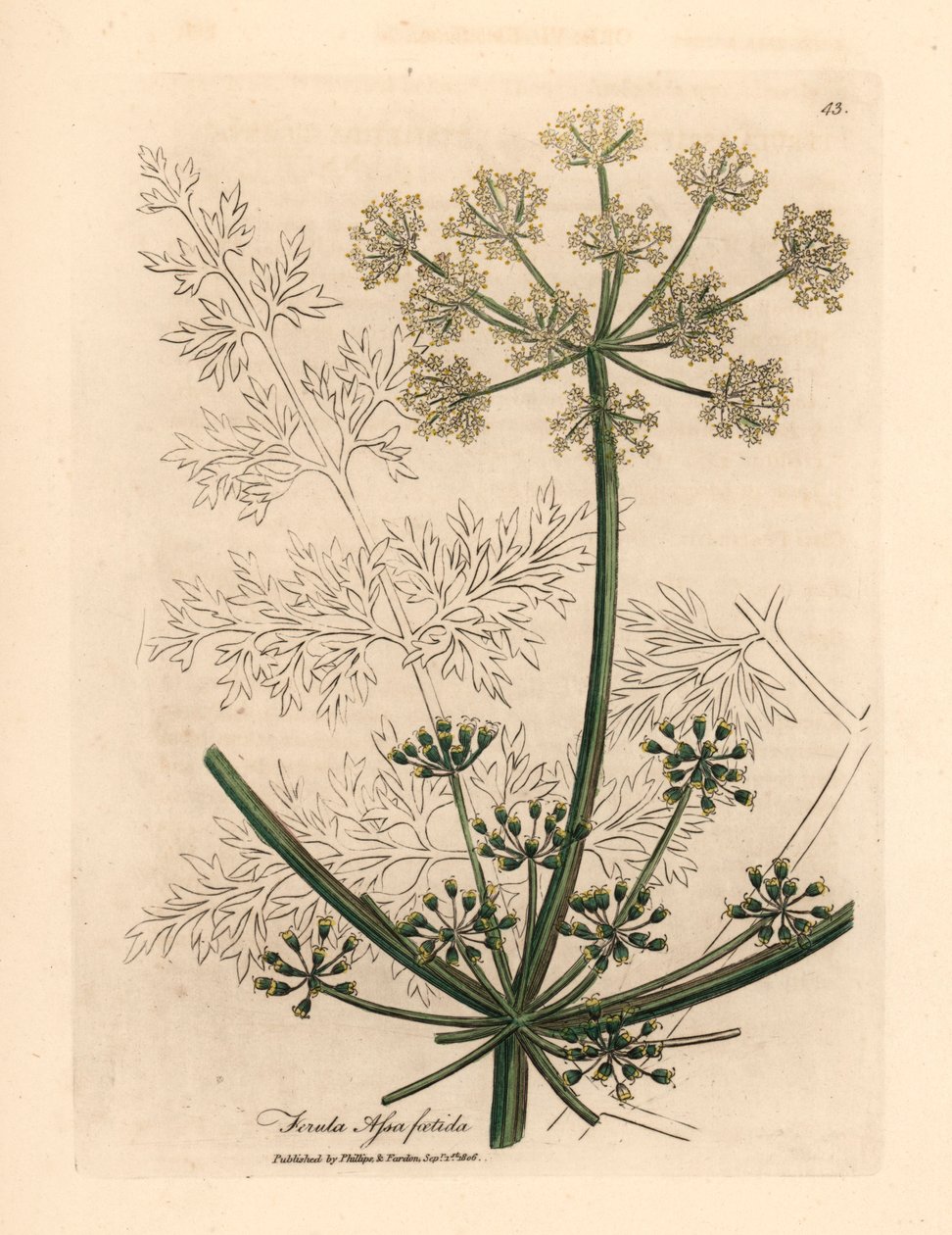 Witte bloeiende gigantische venkel of asafetida, Ferula assafoetida, uit een botanische illustratie door James Sowerby uit William Woodville en Sir William Jackson Hooker