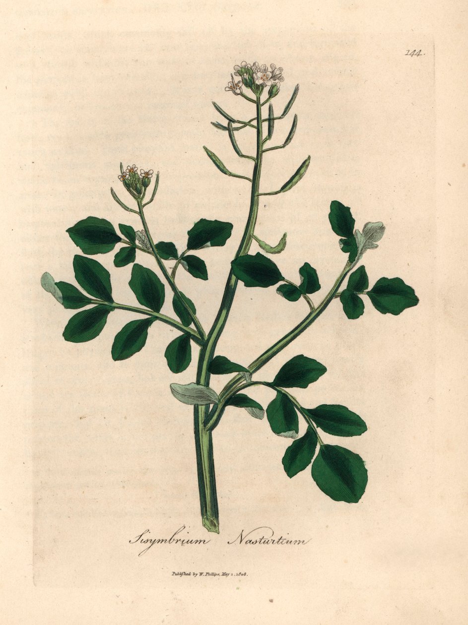 Witbloeiende waterkers, Sisymbrium nasturtium, uit een botanische illustratie van James Sowerby uit William Woodville en Sir William Jackson Hooker