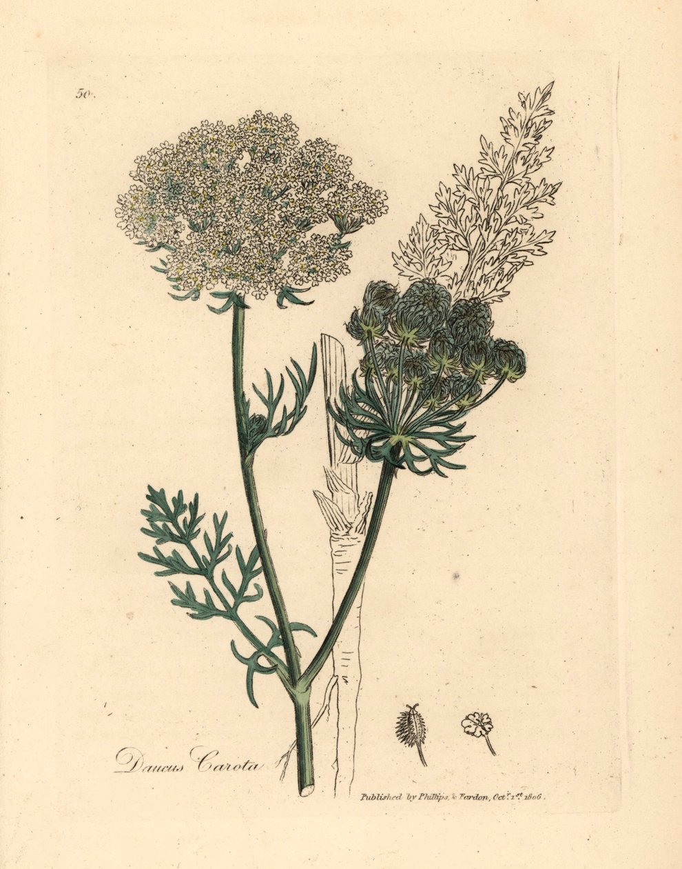 Witbloemige wilde wortelplant, Daucus carota, uit een botanische illustratie van James Sowerby uit William Woodville en Sir William Jackson Hooker