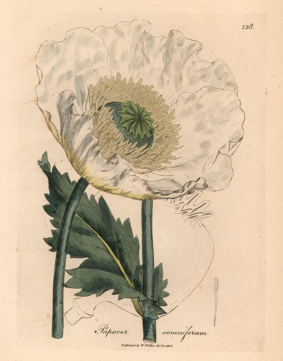 Witte papaver, Papaver somniferum, uit een botanische illustratie door James Sowerby uit William Woodville en Sir William Jackson Hooker