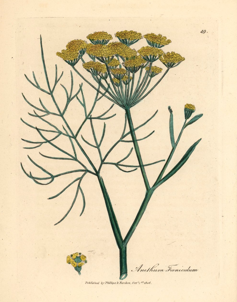 Gele bloeiende venkel, Anethum foeniculum, uit een botanische illustratie door James Sowerby uit William Woodville en Sir William Jackson Hooker