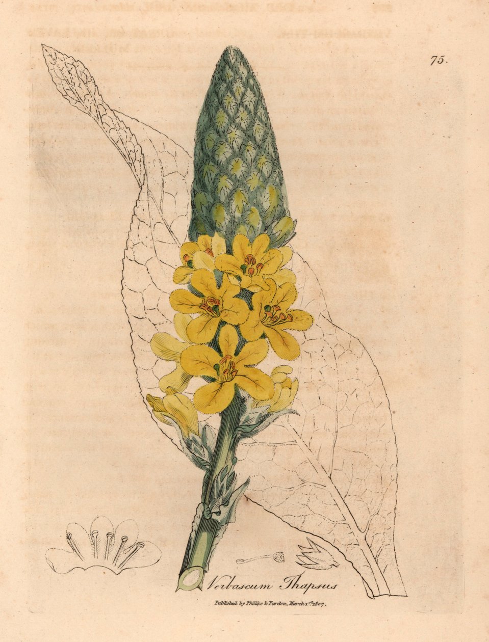 Gele bloeiende grote breedbladige toorts, Verbascum thapsus, uit een botanische illustratie door James Sowerby uit William Woodville en Sir William Jackson Hooker
