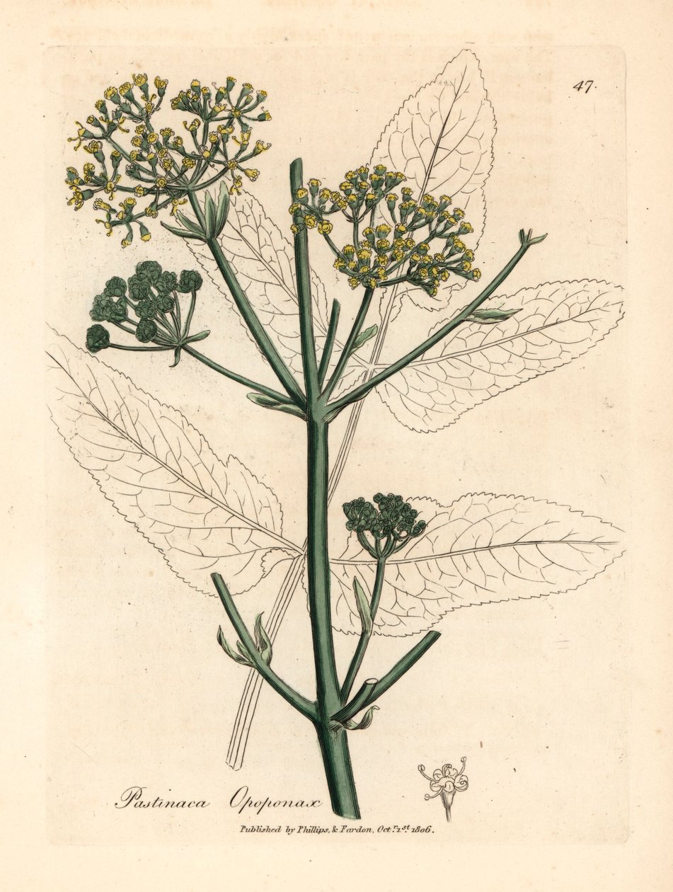 Gele bloeiende opopanax of ruwe pastinaak, Pastinaca opopanax, uit een botanische illustratie van James Sowerby uit William Woodville en Sir William Jackson Hooker