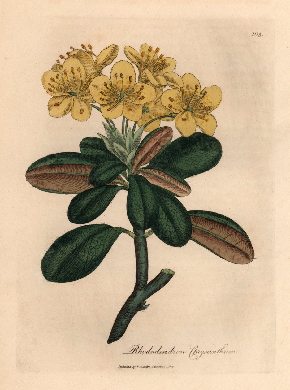Gele bloeiende rododendron, Rhododendron chrysanthemum, uit een botanische illustratie door James Sowerby uit William Woodville en Sir William Jackson Hooker
