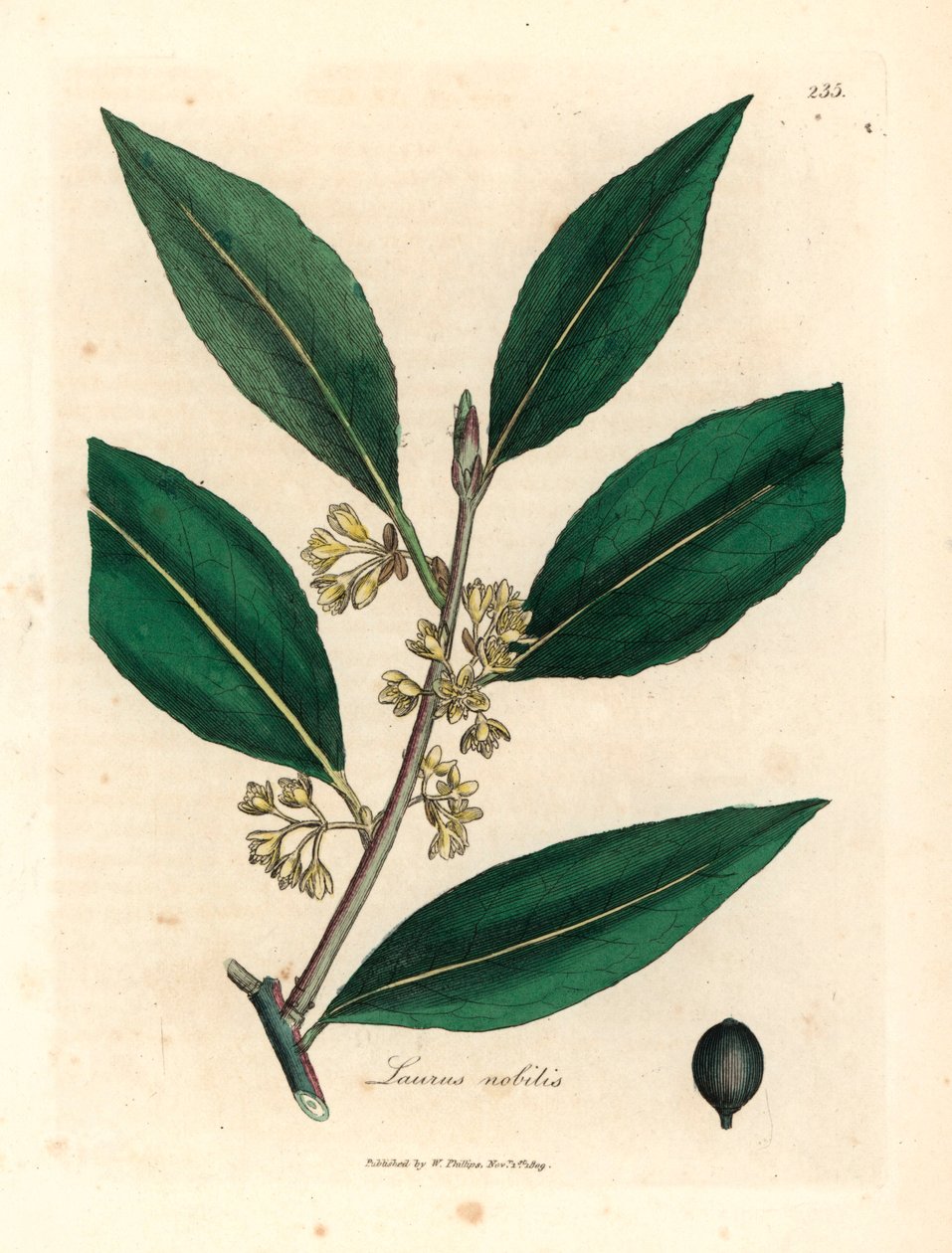 Zoete laurier met gele bloemen, Laurus nobilis, uit een botanische illustratie door James Sowerby uit William Woodville en Sir William Jackson Hooker