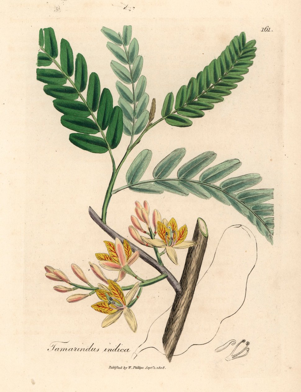 Geelbloeiende tamarindeboom, Tamarindus indica, uit een botanische illustratie van James Sowerby uit William Woodville en Sir William Jackson Hooker