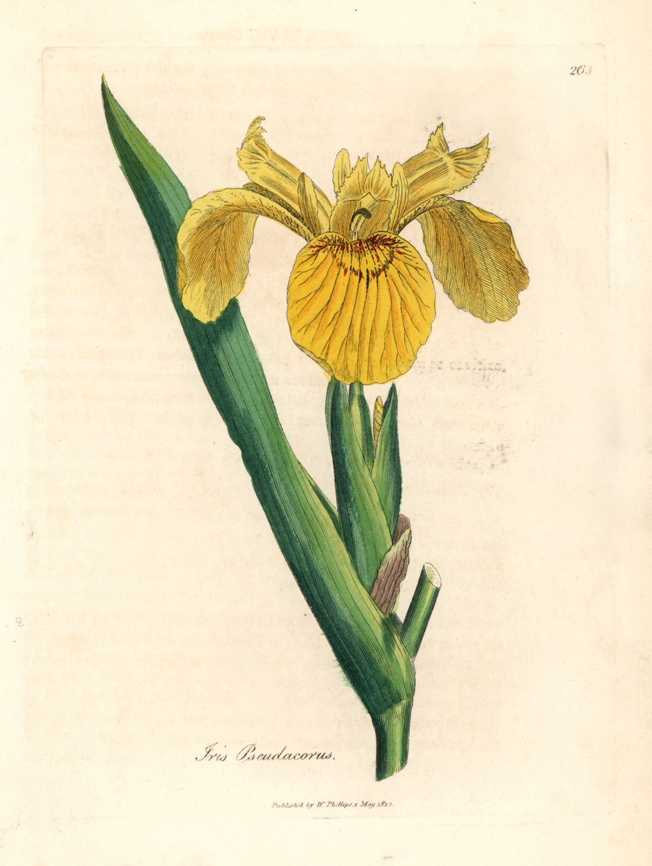 Gele waterzwaardlelie, Iris pseudocorus, uit een botanische illustratie door James Sowerby uit William Woodville en Sir William Jackson Hooker