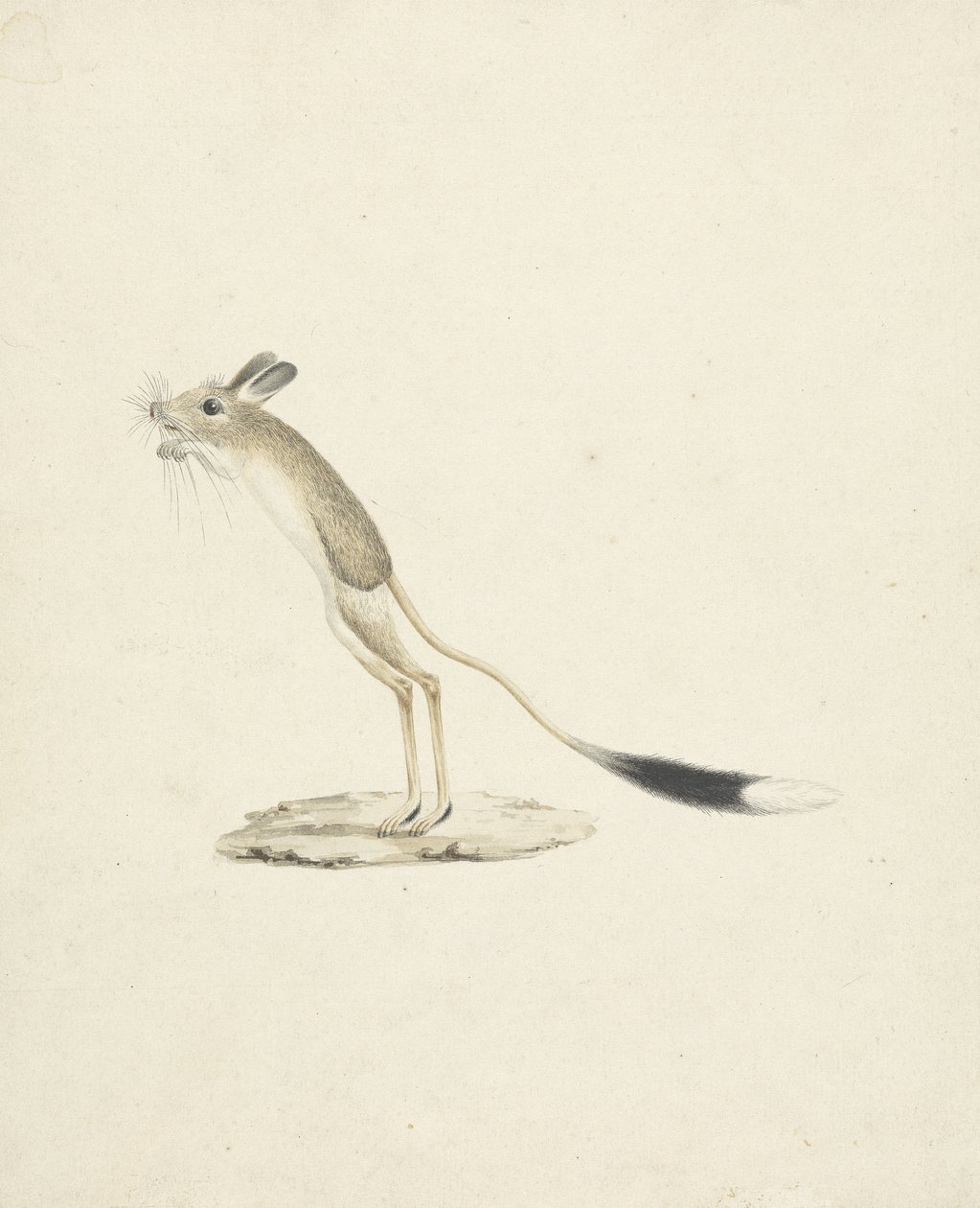 Jerboa nr. 4 door James 1730 94 Bruce