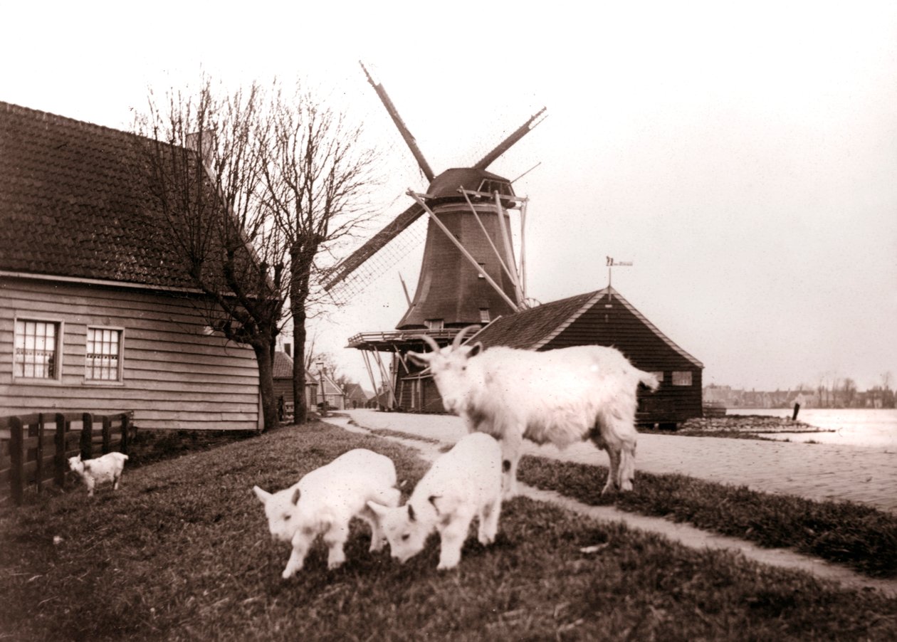Geiten, Laandam, Nederland, 1898 door James Batkin