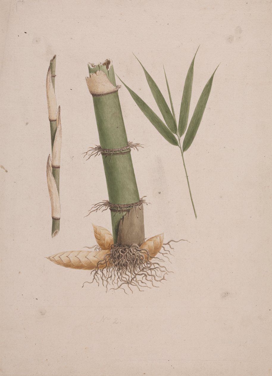 Arundinaria alpina K. Schum. (Afrikaanse bamboe): afgewerkte tekening van secties van stengel en scheut met bladeren door James Bruce