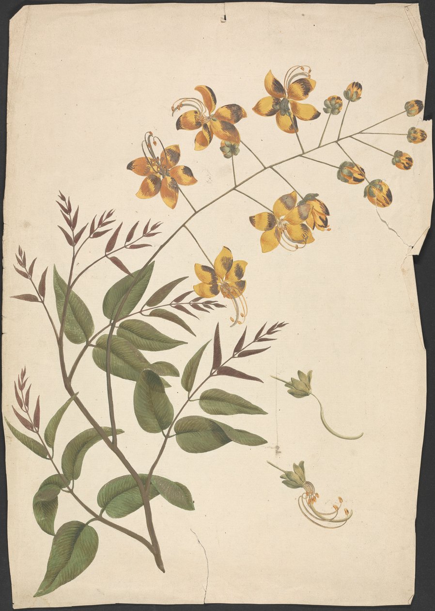 Cassia Fistula (Zuiverende cassia): afgewerkte tekening van een bladrijke scheut met bloemen door James Bruce