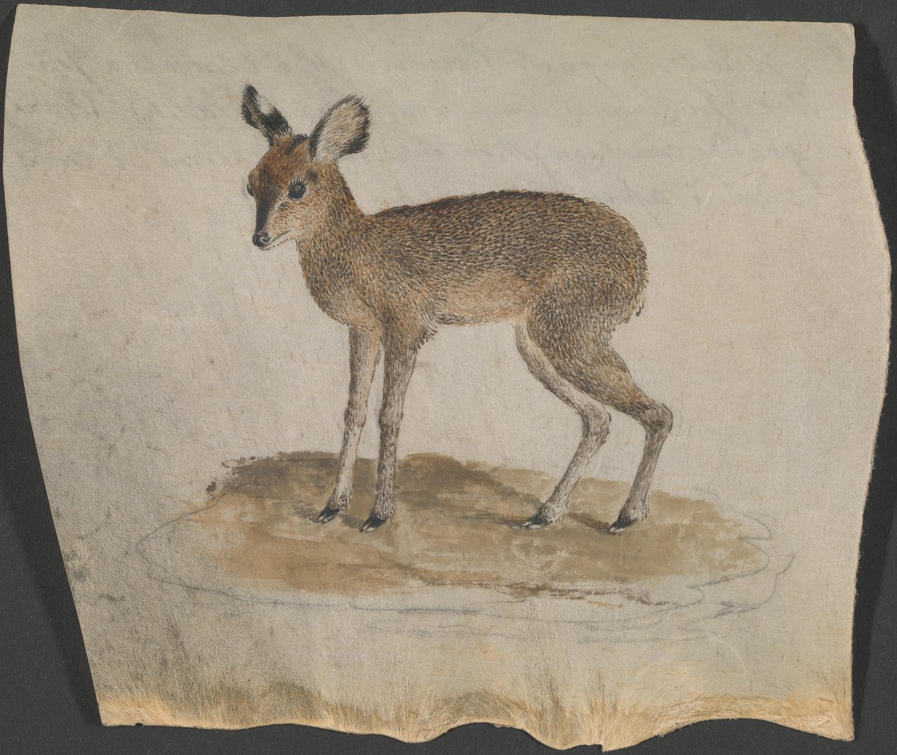 Dik-dik door James Bruce