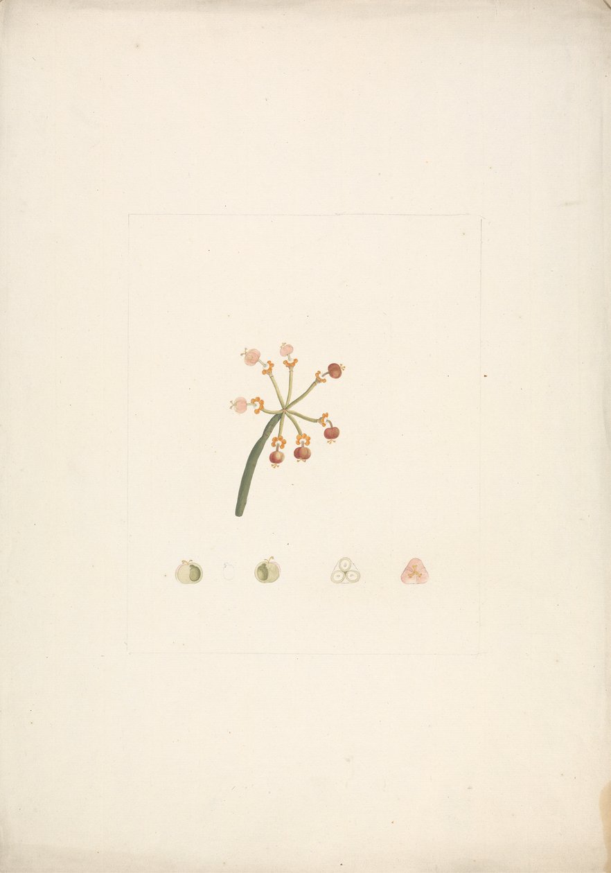 Euphorbia nubica N.E. Br. (Nubische wolfsmelk): afgewerkte tekening van bloeiende en vruchtende scheut, met details van bloemdissecties door James Bruce