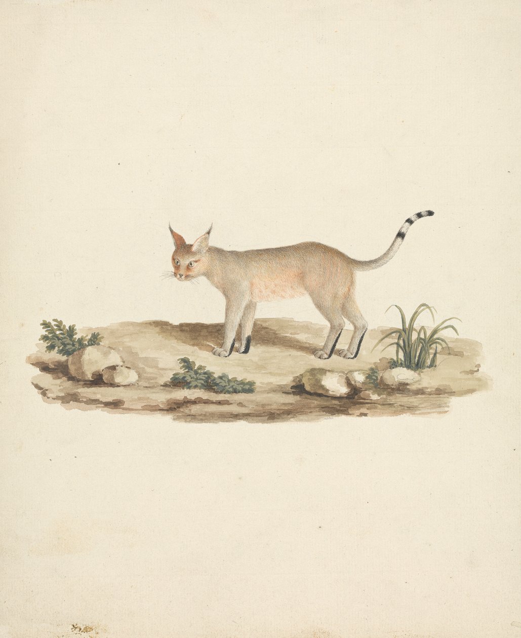 Felis caligata (laarslynx) door James Bruce