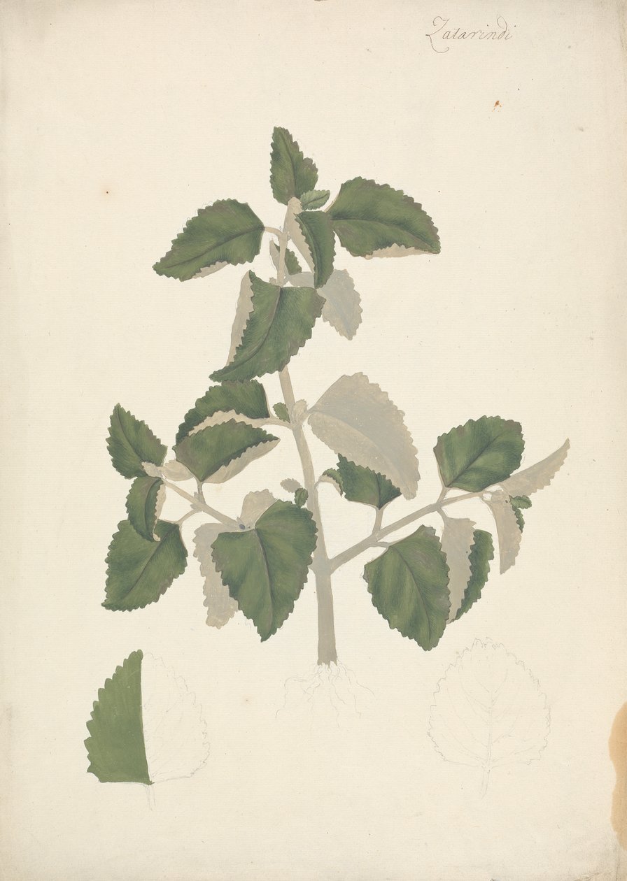 Labiatae (onbepaalde soort): afgewerkte tekening van een bladrijke scheut, zonder bloemen door James Bruce