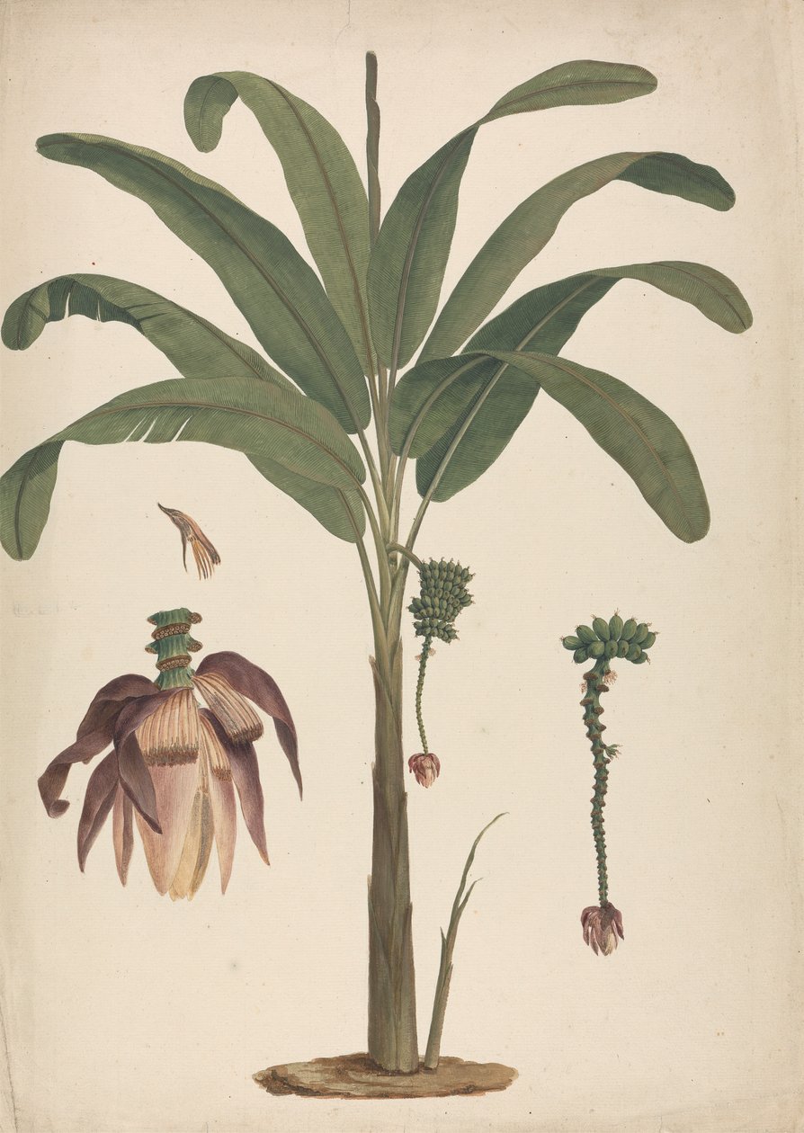 Musa x sapientum L. (Banaan): afgewerkte tekening met details van bloeiwijze door James Bruce