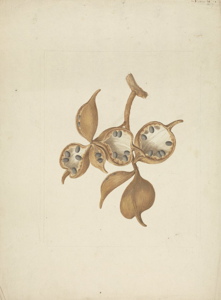 Sterculia africana (Lour.) Fiori: afgewerkte tekening van stam met zaaddozen, sommige open met zaden door James Bruce
