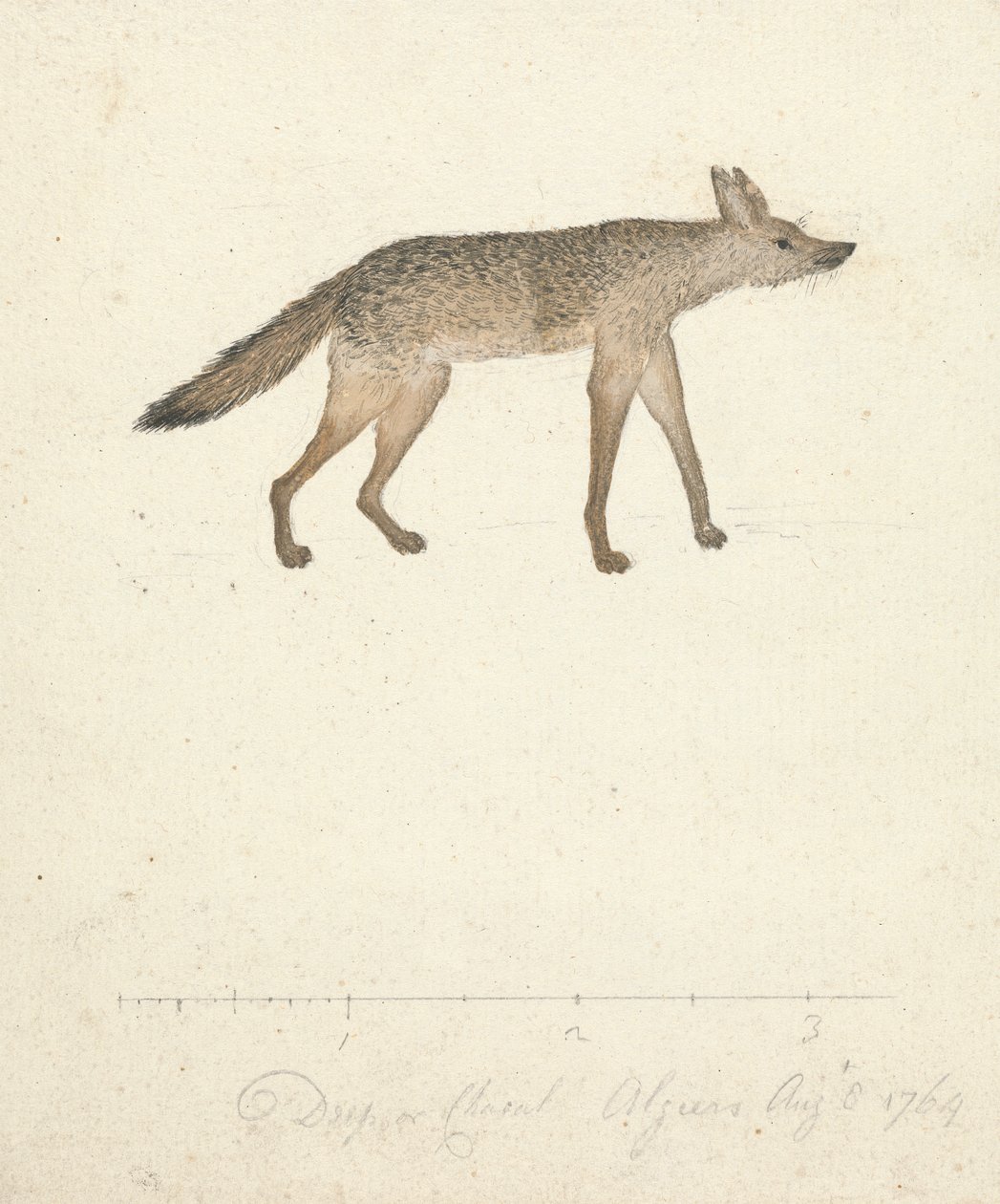 Wolf door James Bruce
