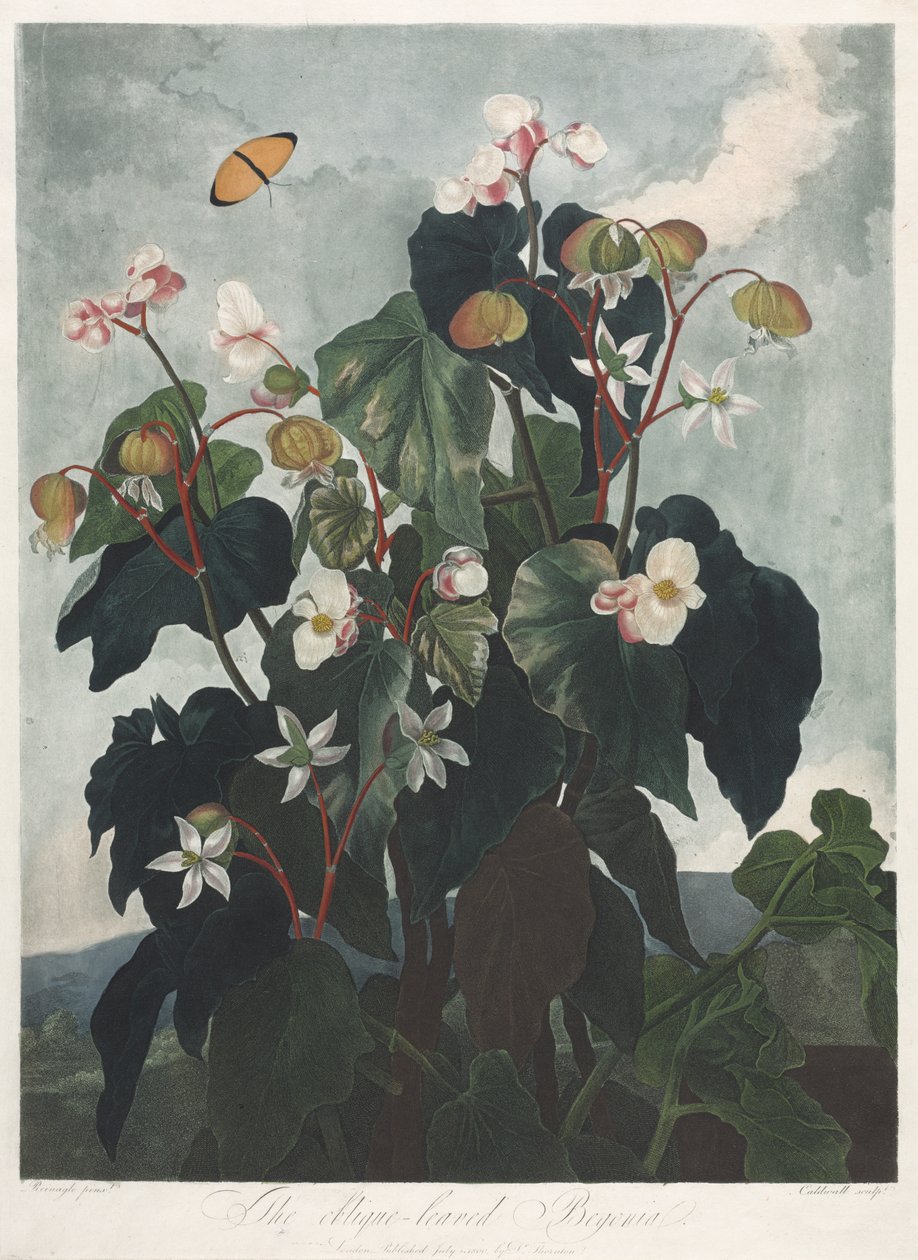 De Tempel van Flora, of Tuin van de Natuur: De Scheefbladige Begonia door James Caldwall