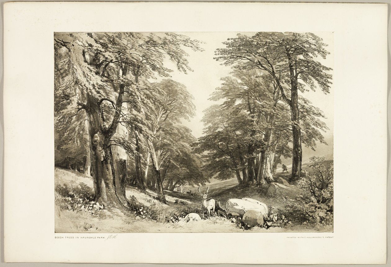 Beukenbomen in Arundale Park, uit Het Park en het Bos door James Duffield Harding