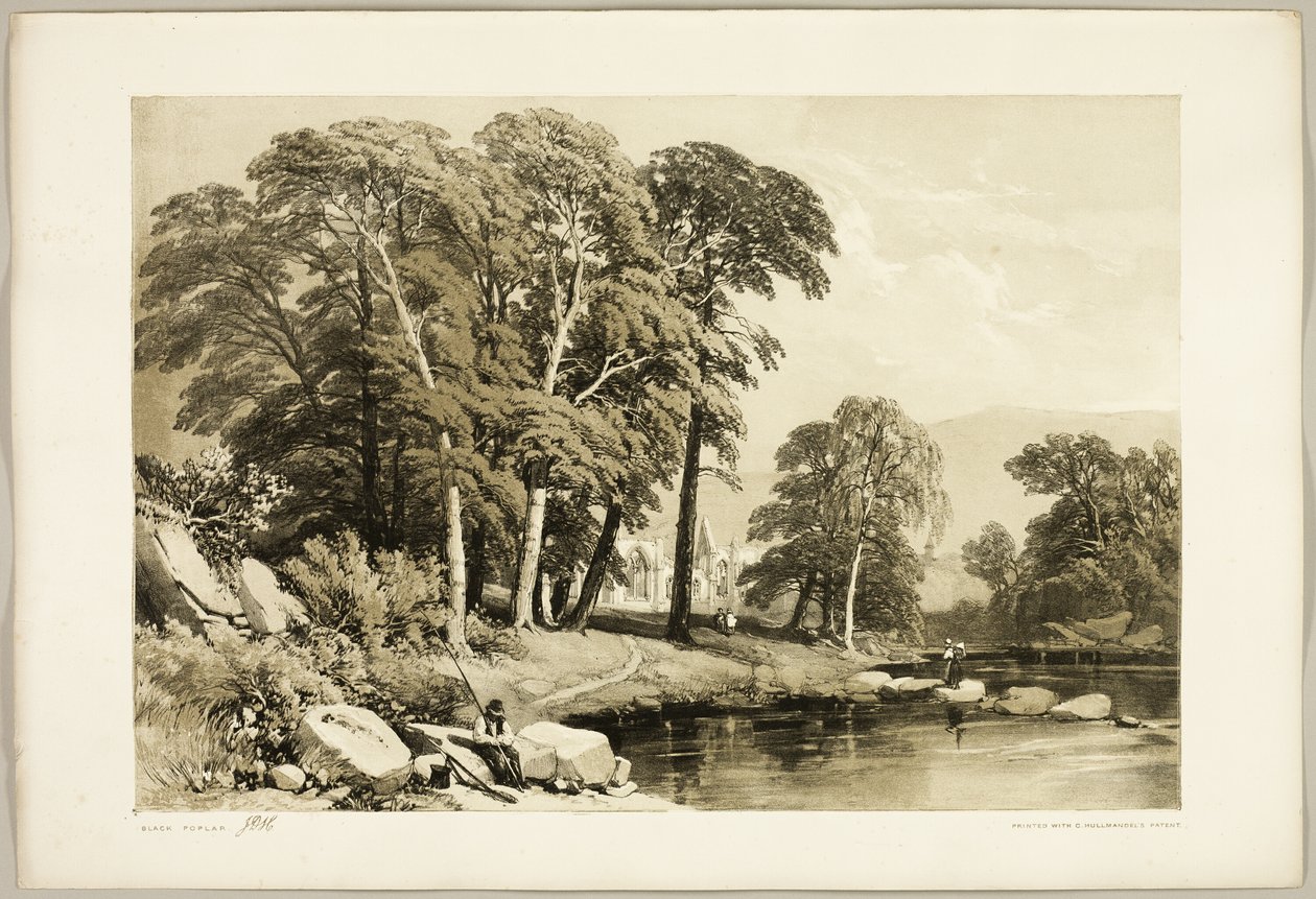 Zwarte Populier, uit Het Park en het Bos door James Duffield Harding