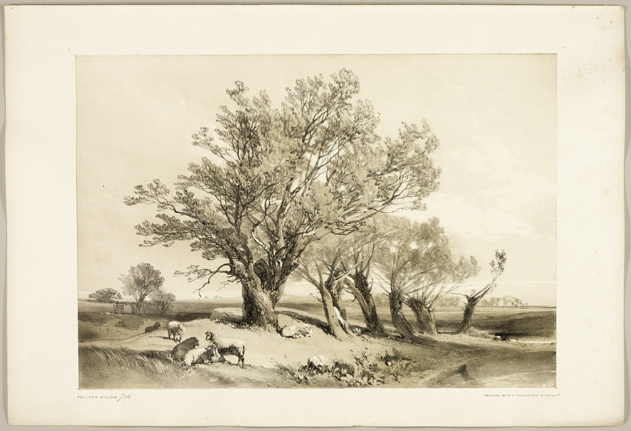 Knotwilg, uit Het Park en het Bos door James Duffield Harding