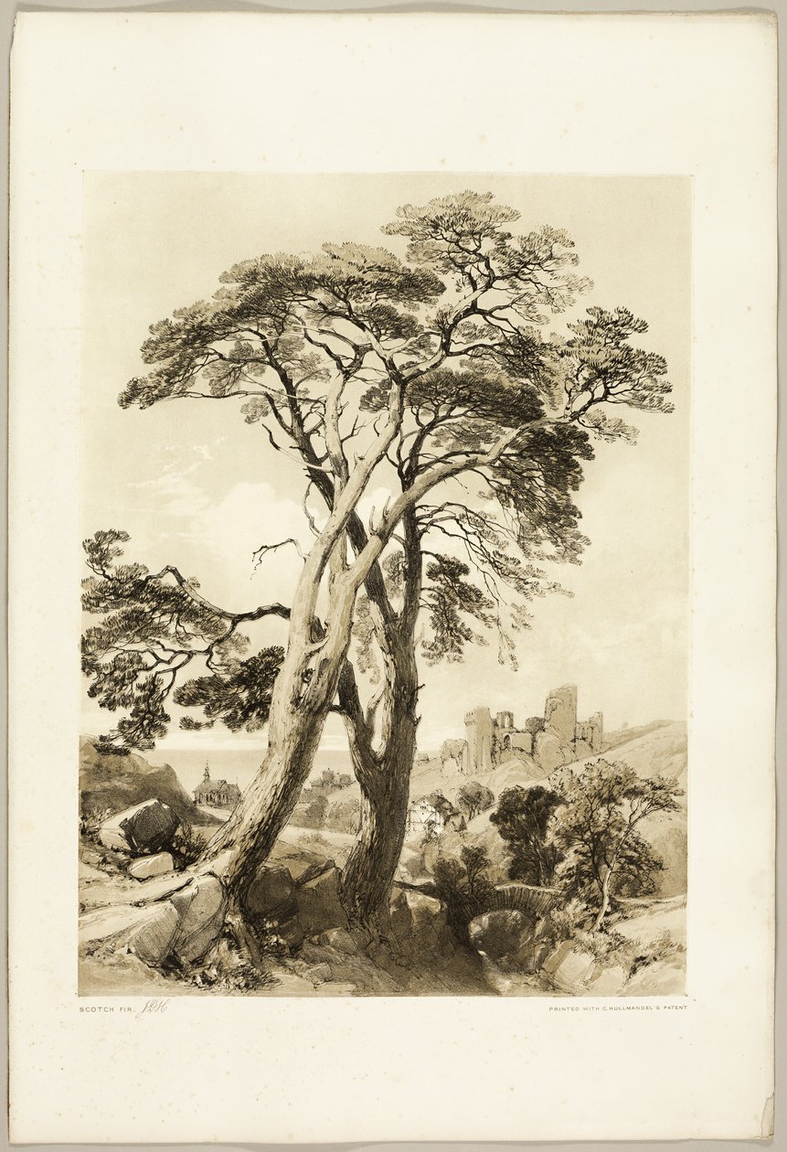 Grove Den, uit Het Park en het Bos door James Duffield Harding