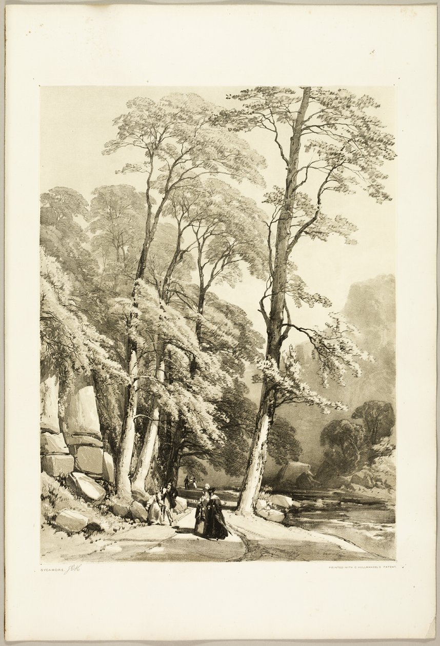 Plataan, uit Het park en het bos door James Duffield Harding