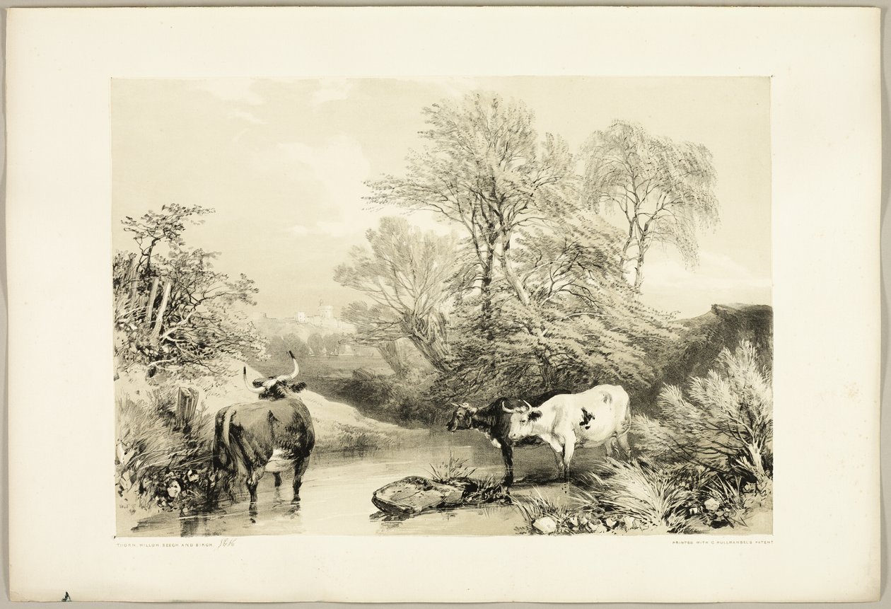 Doorn, Wilg, Beuk en Berk, uit Het Park en het Bos door James Duffield Harding