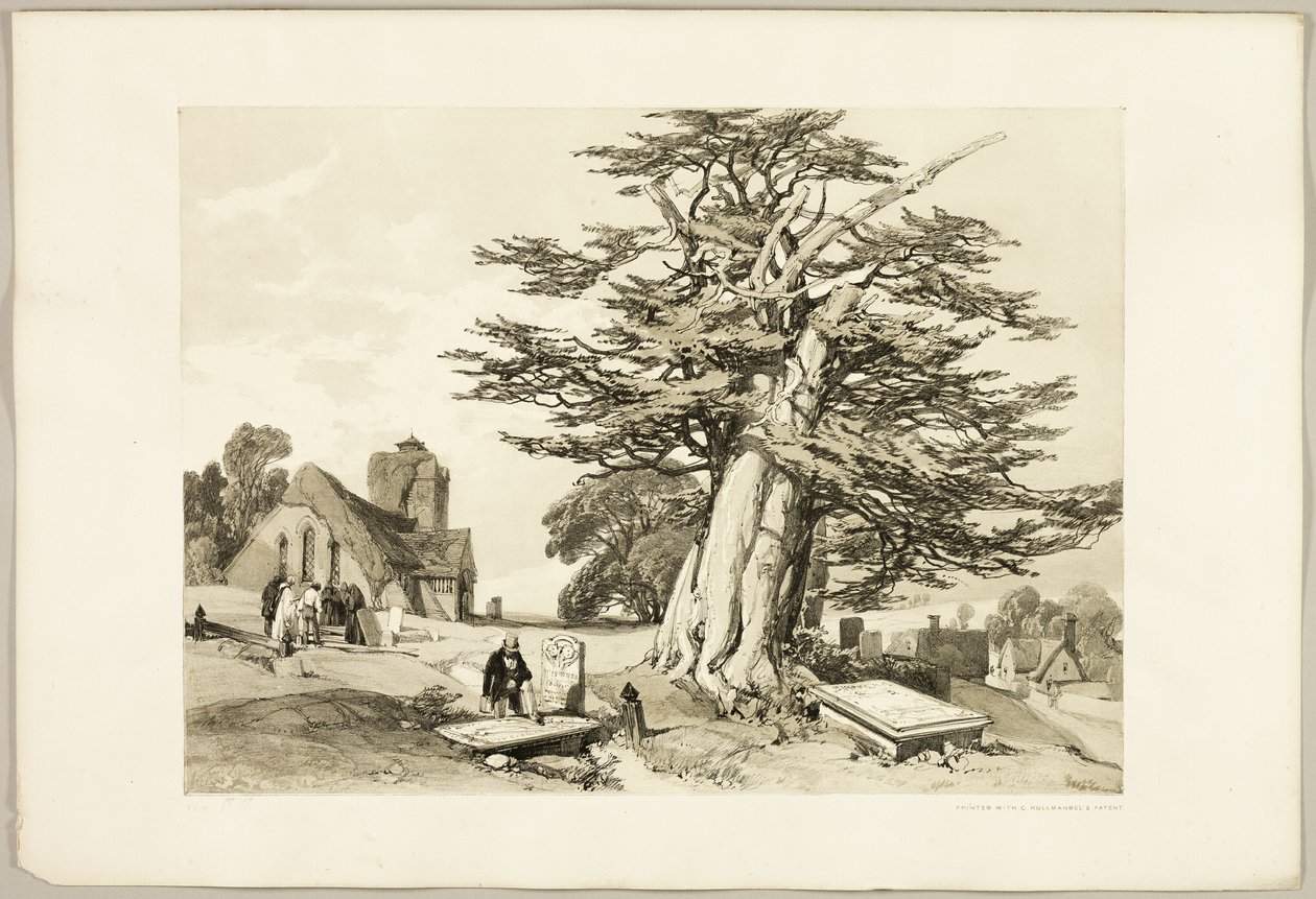 Taxus, uit Het Park en het Bos door James Duffield Harding