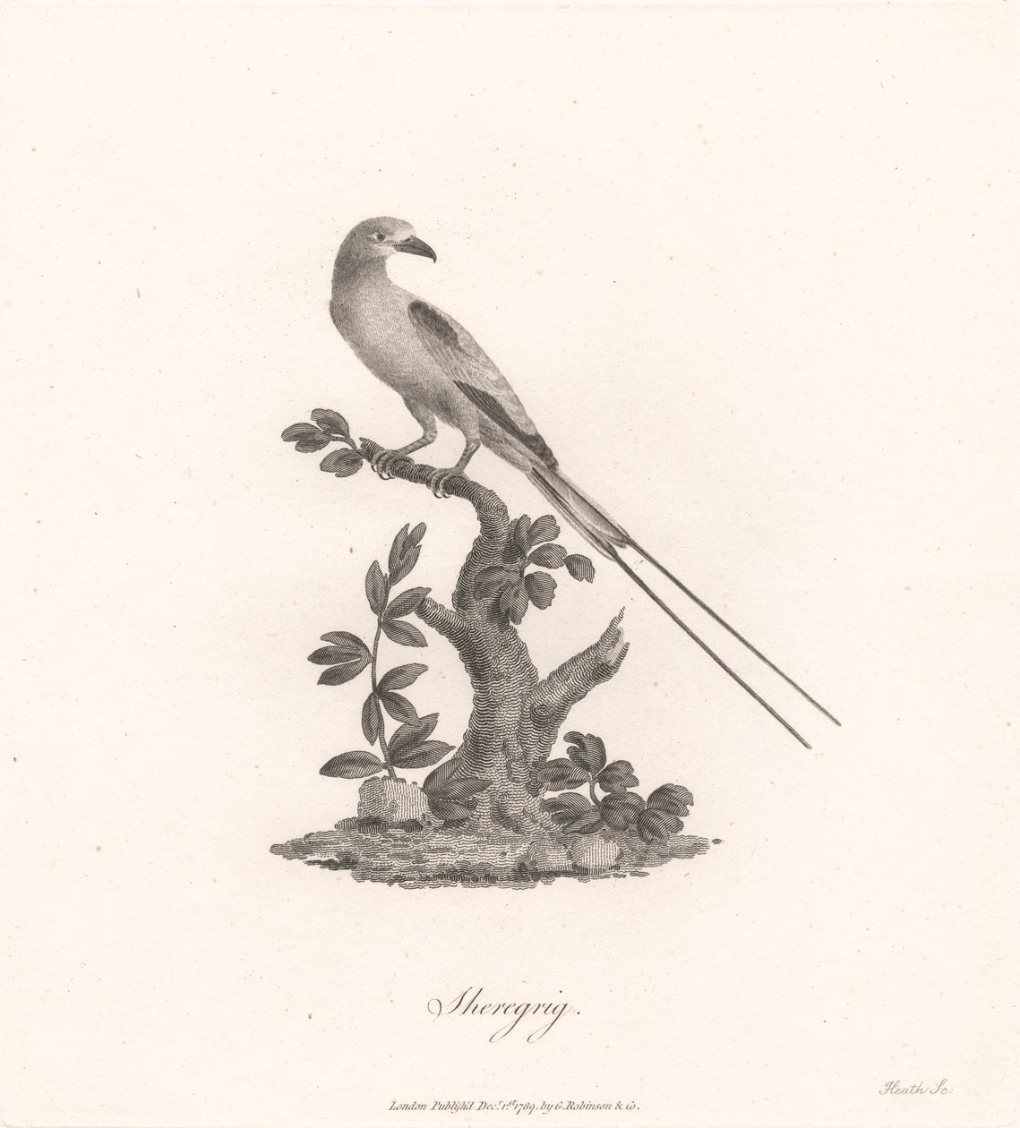 Sheregrig door James Heath