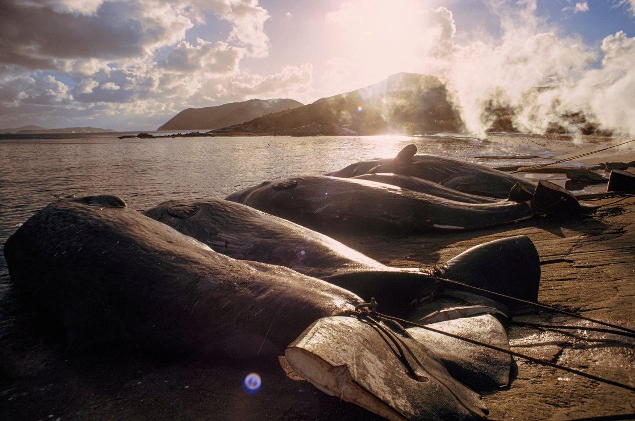 Geslachte walvissen liggen op het strand na een jacht. FRENCHMAN BAY DICHTBIJ ALBANY, WEST-AUSTRALIË. door James L Stanfield