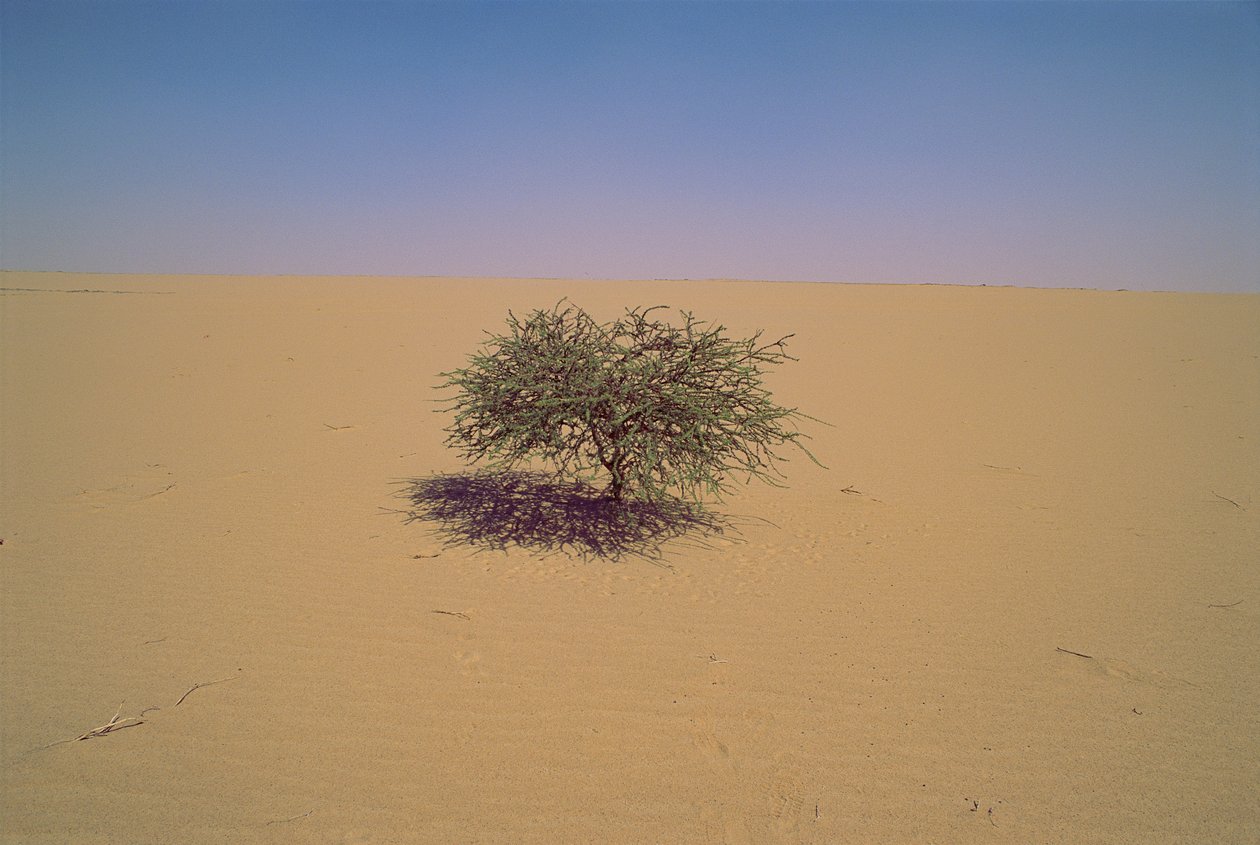 Geïsoleerde boom in een woestijn in Niger, Afrika. Misschien 