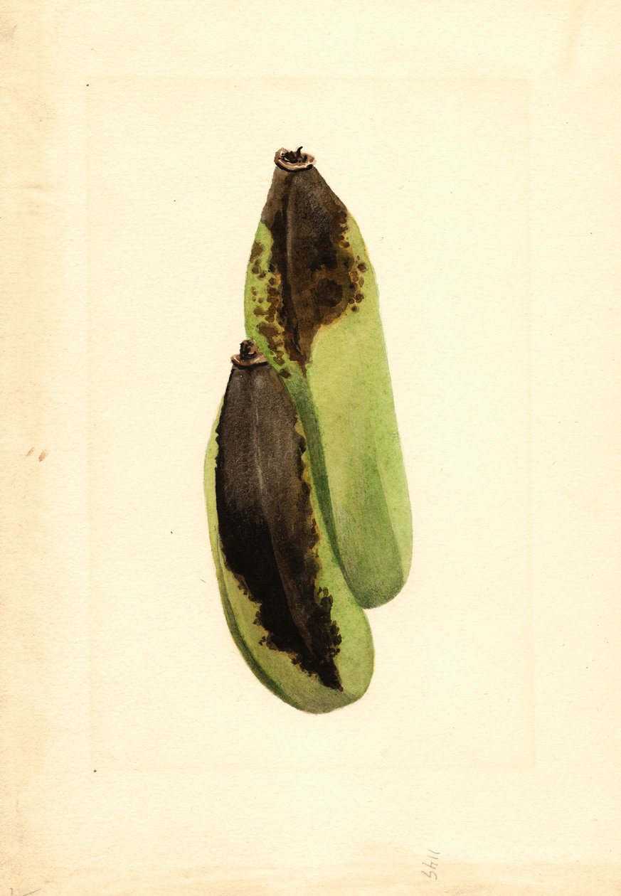 Bananen (Musa) (aquarel) door James Marion Shull