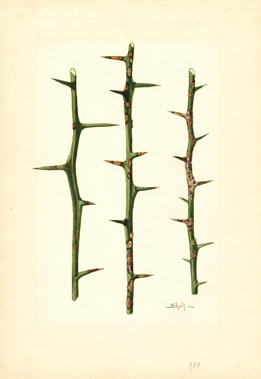 Citrusanker op stengel van sinaasappelplant (Poncirus trifoliata) (aquarel) door James Marion Shull