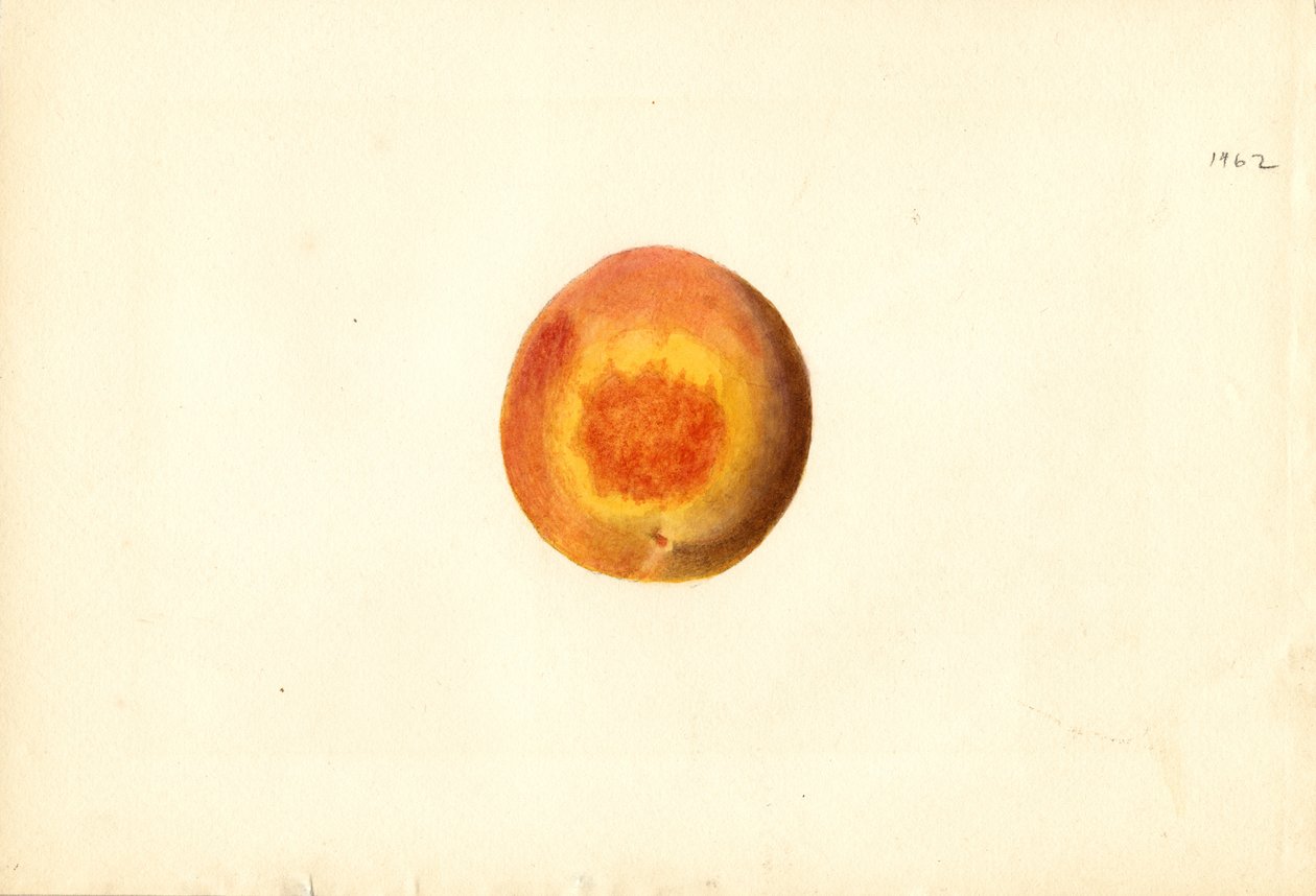 Perzik ( Prunus persica: Elberta) (aquarel) door James Marion Shull