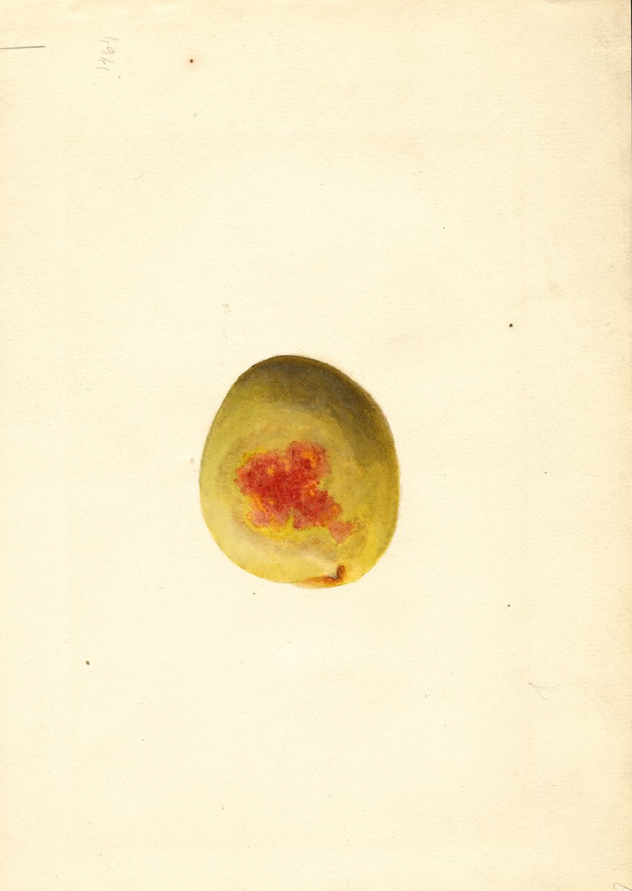 Perzik ( Prunus persica: Elberta) (aquarel) door James Marion Shull